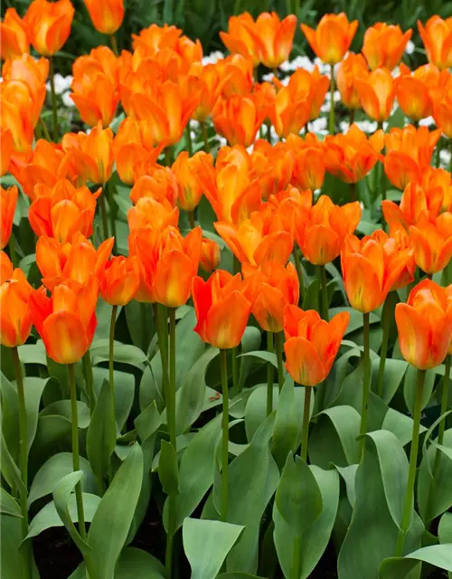 Tulpe Orange Emperor 