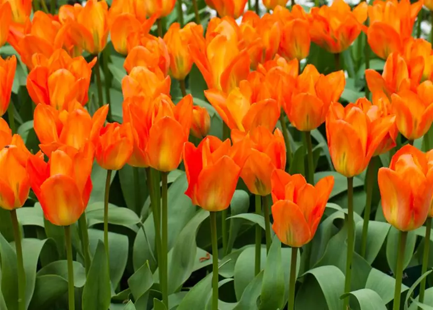 Tulpe Orange Emperor 