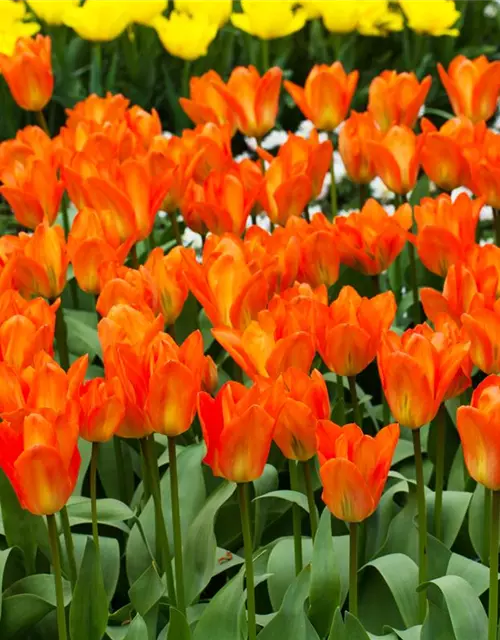 Tulpe Orange Emperor 