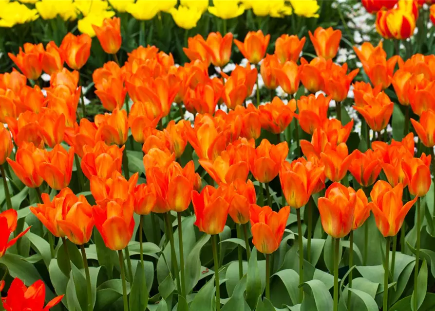 Tulpe Orange Emperor 
