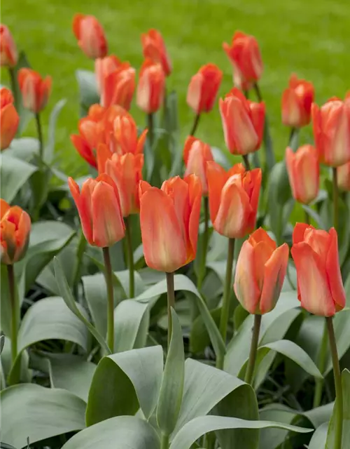Tulpe Orange Emperor 