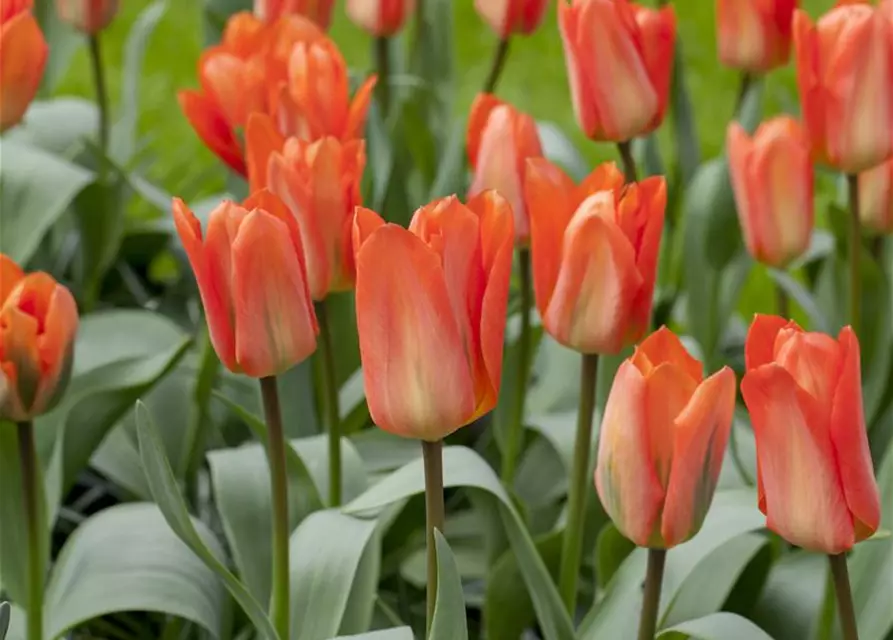 Tulpe Orange Emperor 