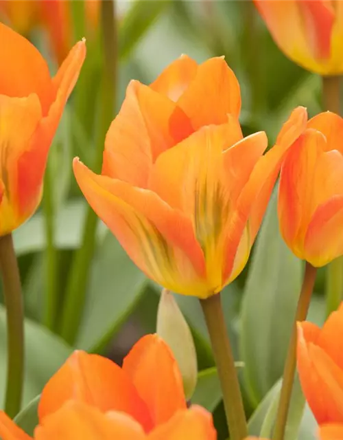 Tulpe Orange Emperor 