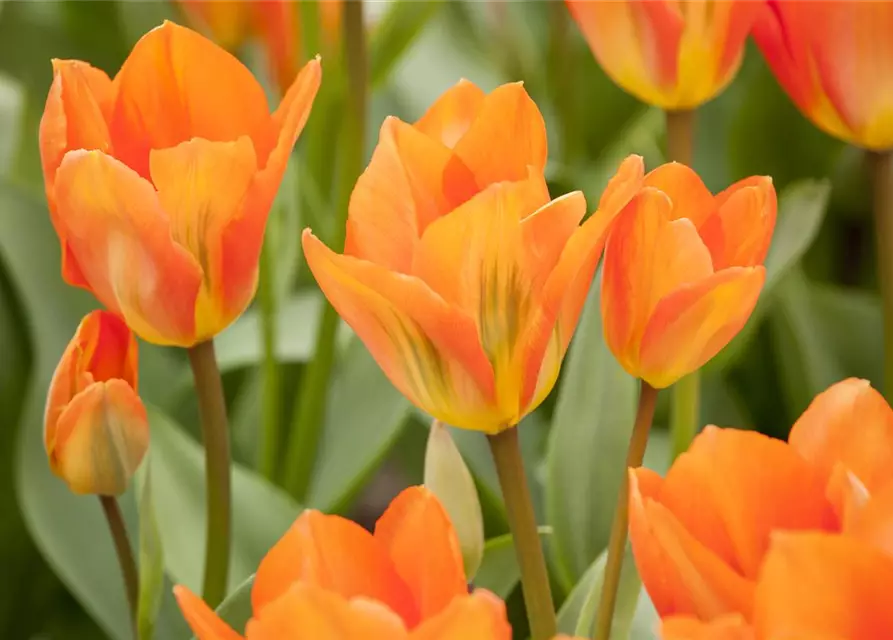 Tulpe Orange Emperor 