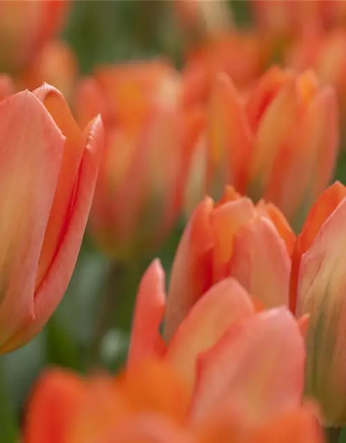 Tulpe Orange Emperor 