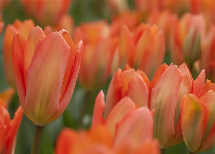 Tulpe Orange Emperor 