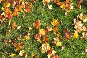 Die richtige Rasenpflege im Herbst Die richtige Rasenpflege im Herbst