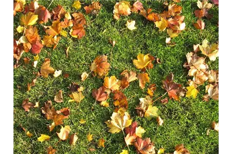 Die richtige Rasenpflege im Herbst