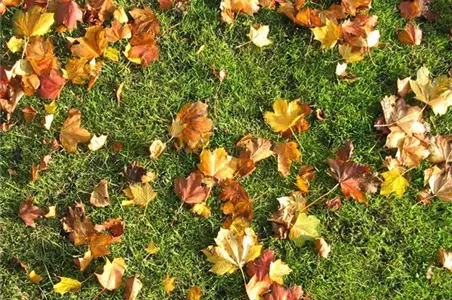 Die richtige Rasenpflege im Herbst Die richtige Rasenpflege im Herbst