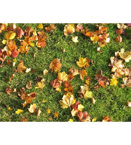 Die richtige Rasenpflege im Herbst