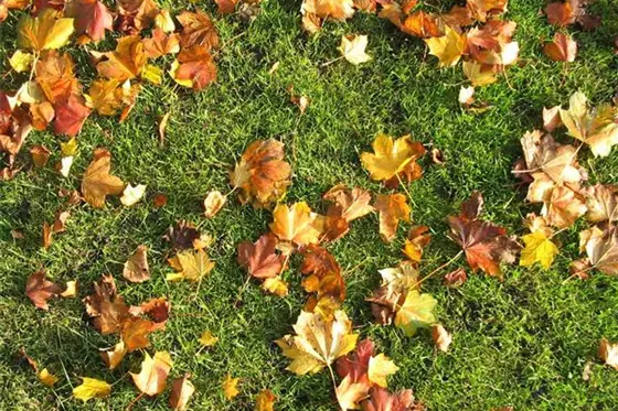 Die richtige Rasenpflege im Herbst