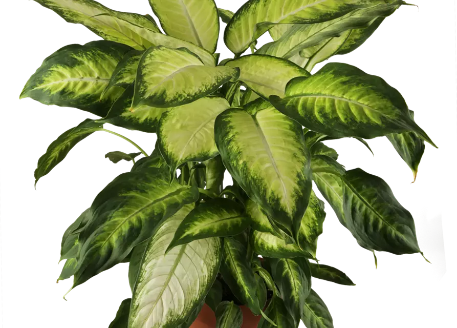 Dieffenbachie