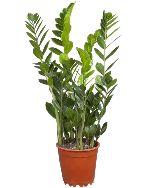 Glücksfeder, Topf-Ø 17 cm, Höhe: 60 cm