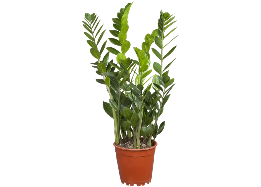 Glücksfeder, Topf-Ø 17 cm, Höhe: 60 cm