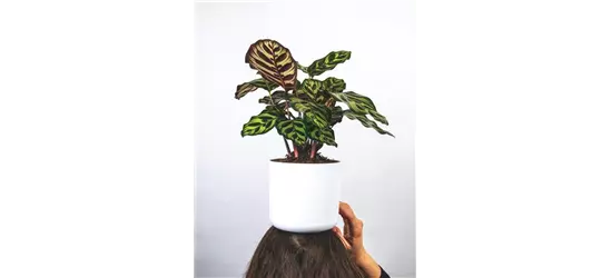 Korbmarante im 19cm Topf