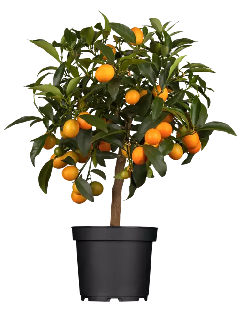 Clementinenbaum, Topf-Ø 20 cm
