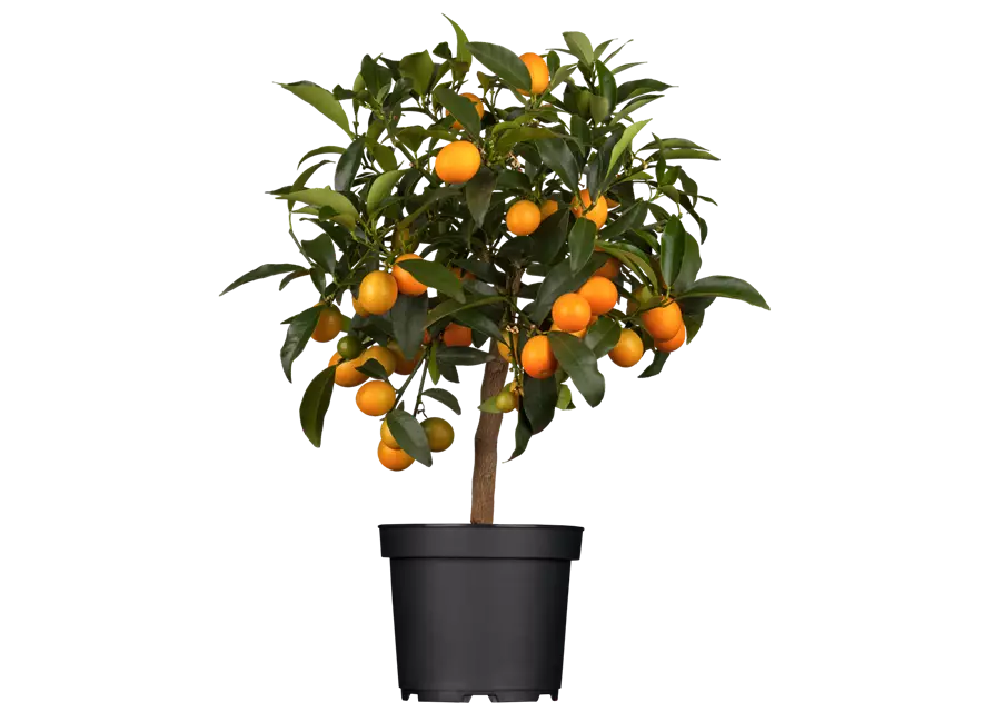 Clementinenbaum, Topf-Ø 20 cm
