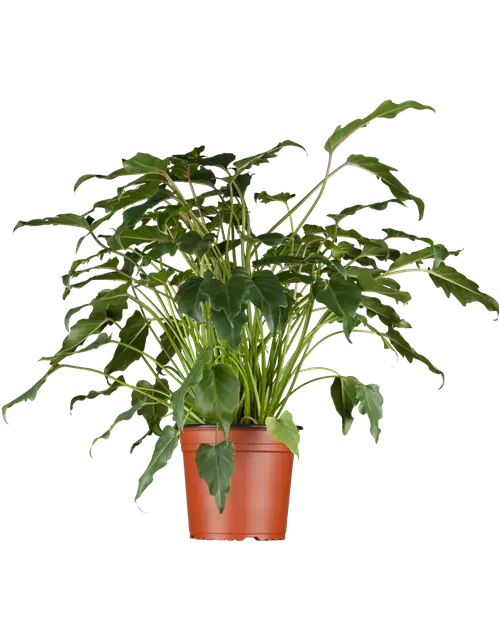 Philodendron Xanadu Stamm, 32 cm Topf