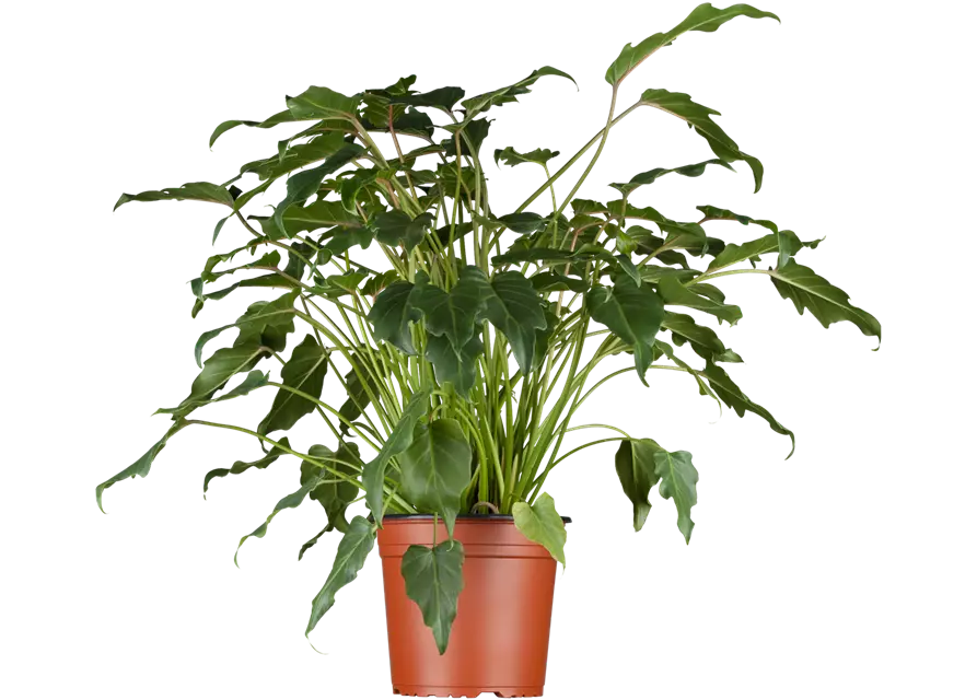Philodendron Xanadu Stamm, 32 cm Topf