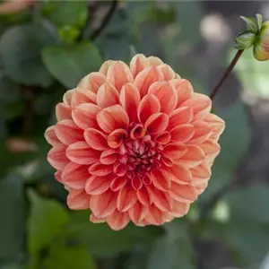 Dahlien: verblühtes abschneiden Dahlien: verblühtes abschneiden