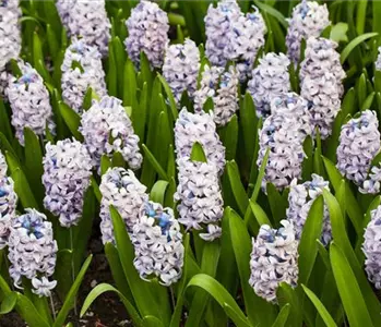 Hyazinthen pflanzen – Frühlingsschönheit im Blumenbeet