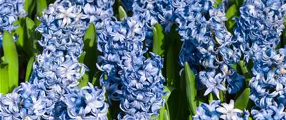 Hyazinthen pflanzen – Frühlingsschönheit im Blumenbeet