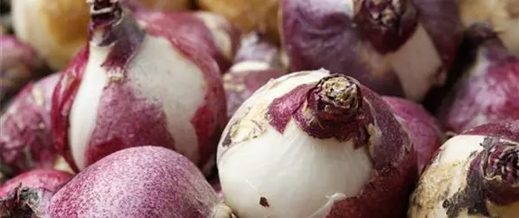 Hyazinthen pflanzen – Frühlingsschönheit im Blumenbeet