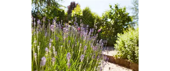 PFLANZE DES MONATS JUNI: LAVENDEL