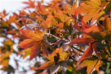 WIE GEHT...AHORN? WIE GEHT...AHORN?
