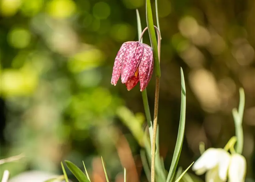 Schachbrettblume 12 cm Topf