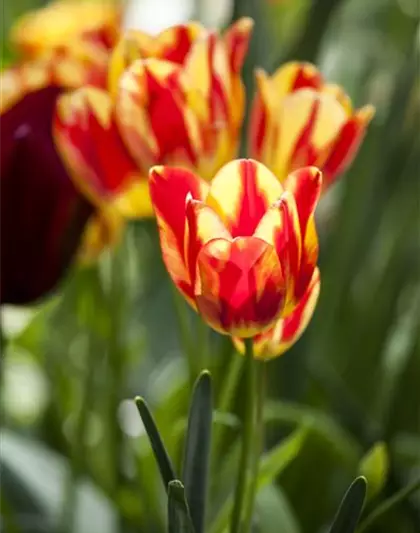 Topftulpe 'Perfect Torch' 10 cm Topf