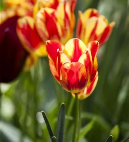 Topftulpe 'Perfect Torch' 10 cm Topf