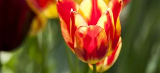 Topftulpe 'Perfect Torch' 10 cm Topf