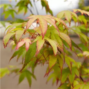 WIE GEHT...AHORN? WIE GEHT...AHORN?