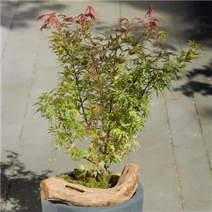 WIE GEHT...AHORN? WIE GEHT...AHORN?