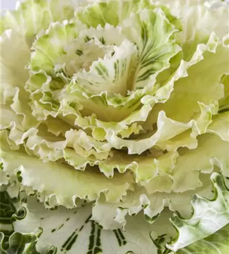 Die nützliche Schnecke: Der Tigerschnegel