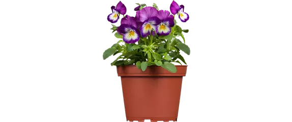 MIX DIR DEINEN FRÜHLING! MIX DIR DEINEN FRÜHLING!