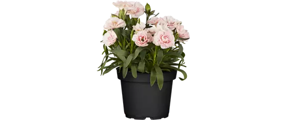 MIX DIR DEINEN FRÜHLING! MIX DIR DEINEN FRÜHLING!