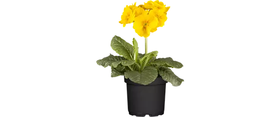 MIX DIR DEINEN FRÜHLING! MIX DIR DEINEN FRÜHLING!