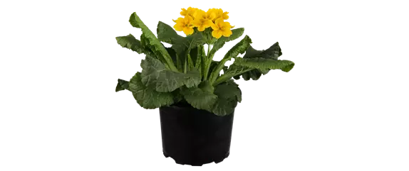 MIX DIR DEINEN FRÜHLING! MIX DIR DEINEN FRÜHLING!