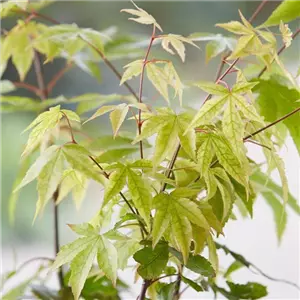 WIE GEHT...AHORN? WIE GEHT...AHORN?