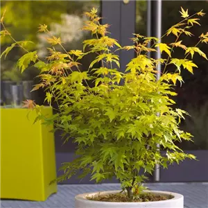 WIE GEHT...AHORN? WIE GEHT...AHORN?