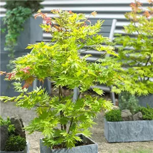 WIE GEHT...AHORN? WIE GEHT...AHORN?