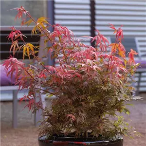 WIE GEHT...AHORN? WIE GEHT...AHORN?