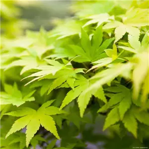 WIE GEHT...AHORN? WIE GEHT...AHORN?