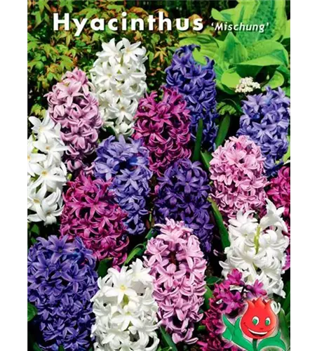 Hyazinthen-Mischung