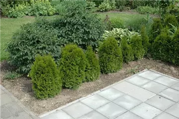 TOP 5 HECKENPFLANZEN im portrait TOP 5 HECKENPFLANZEN im portrait