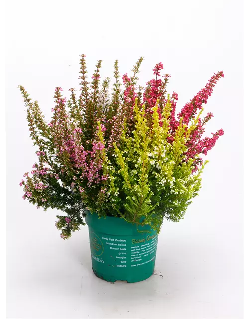 Erica gracilis Trio 'Beauty Queens'