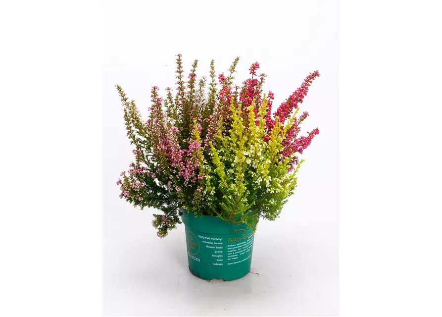 Erica gracilis Trio 'Beauty Queens'