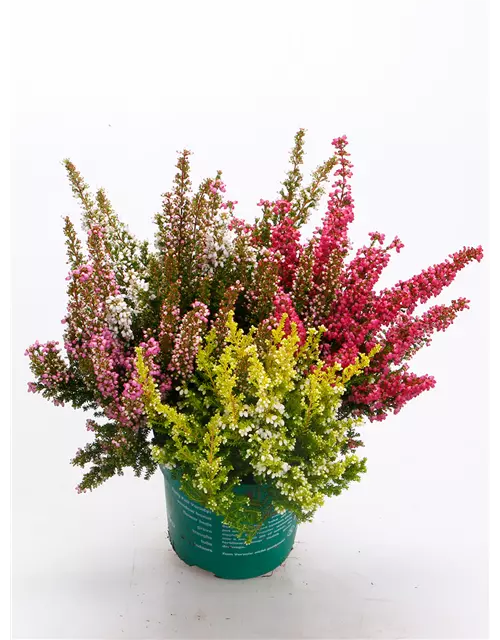 Erica gracilis Trio 'Beauty Queens'